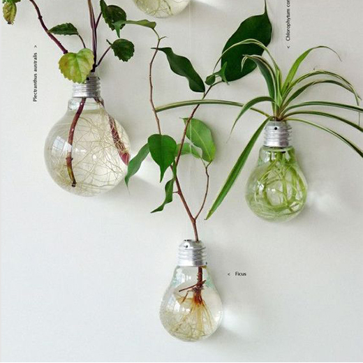 灯泡墙饰植物